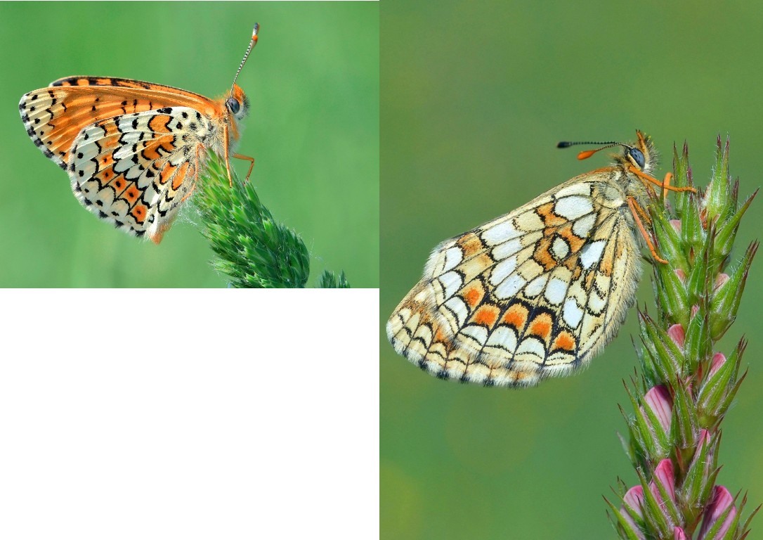 Melitaea da identificare